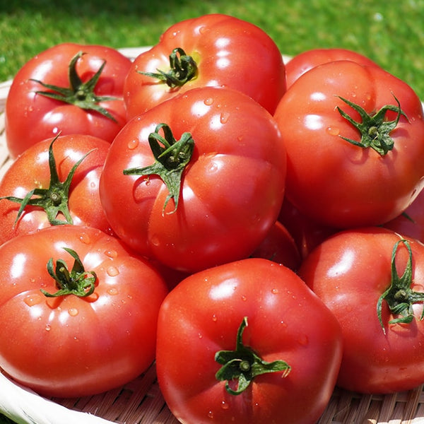 トマトを冷凍保存で長持ち