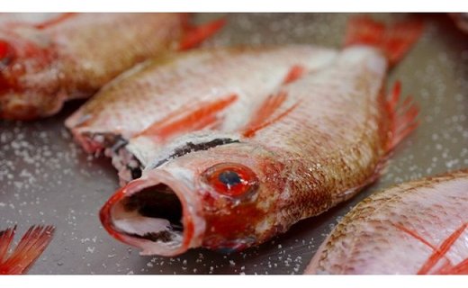 【高級魚「のどぐろ」の最も美味しい旬な季節とは？】島根県や石川県など有名な産地や美味しく食べる方法等